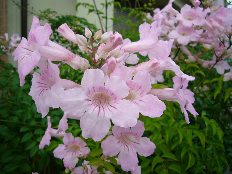 ピンクノウセンカズラの花 風のささやき