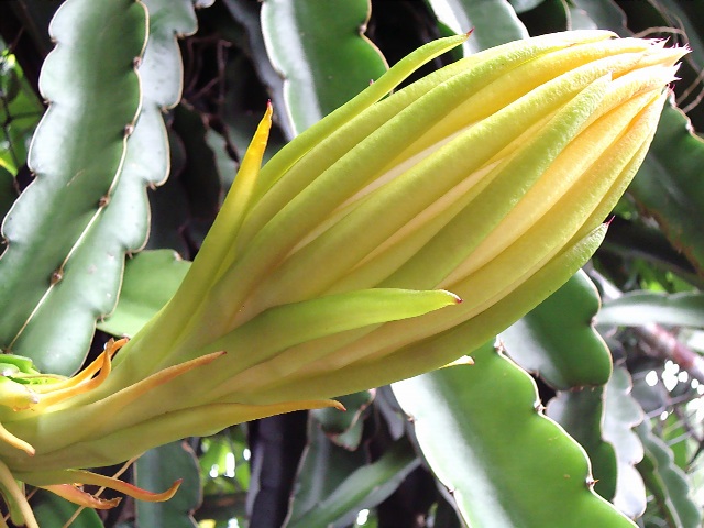 e0129046_6141340.jpg