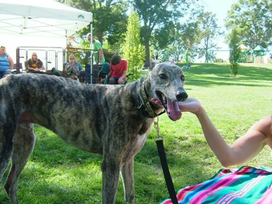 Another Greyhound picnic_c0078451_11233096.jpg