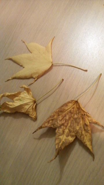 c0147261_21395680.jpg