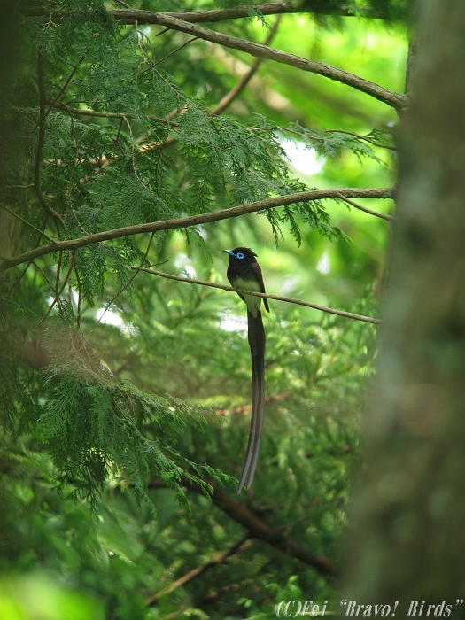 サンコウチョウ　　Black Paradise Flycatcher/ Terpsiphone atrocaudata_b0069564_21322972.jpg