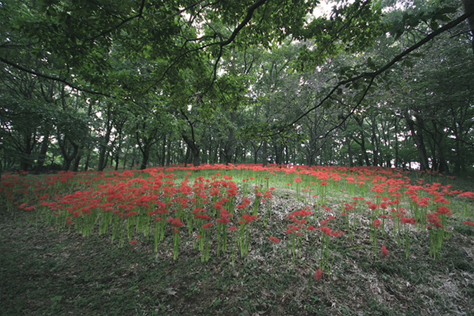 御嶽山の彼岸花_e0071967_21285899.jpg
