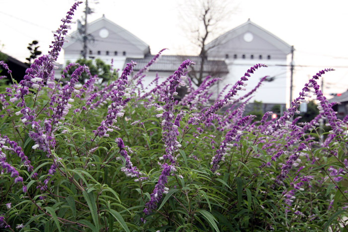 伊賀上野_c0054876_8131279.jpg