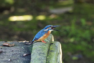 野鳥アルバム _b0047179_15213335.jpg