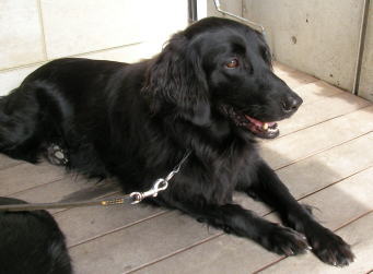 久しぶりの犬連れランチ ララジル便り 久しぶりの犬連れランチ ララジル便り