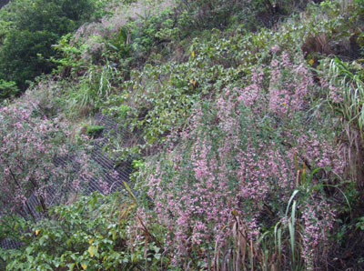 e0028387_6301310.jpg