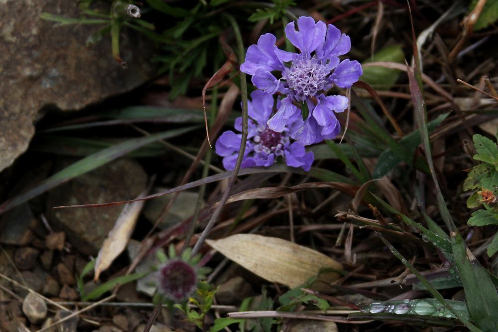 変わった所の止まりもの／高山植物_b0024798_605329.jpg