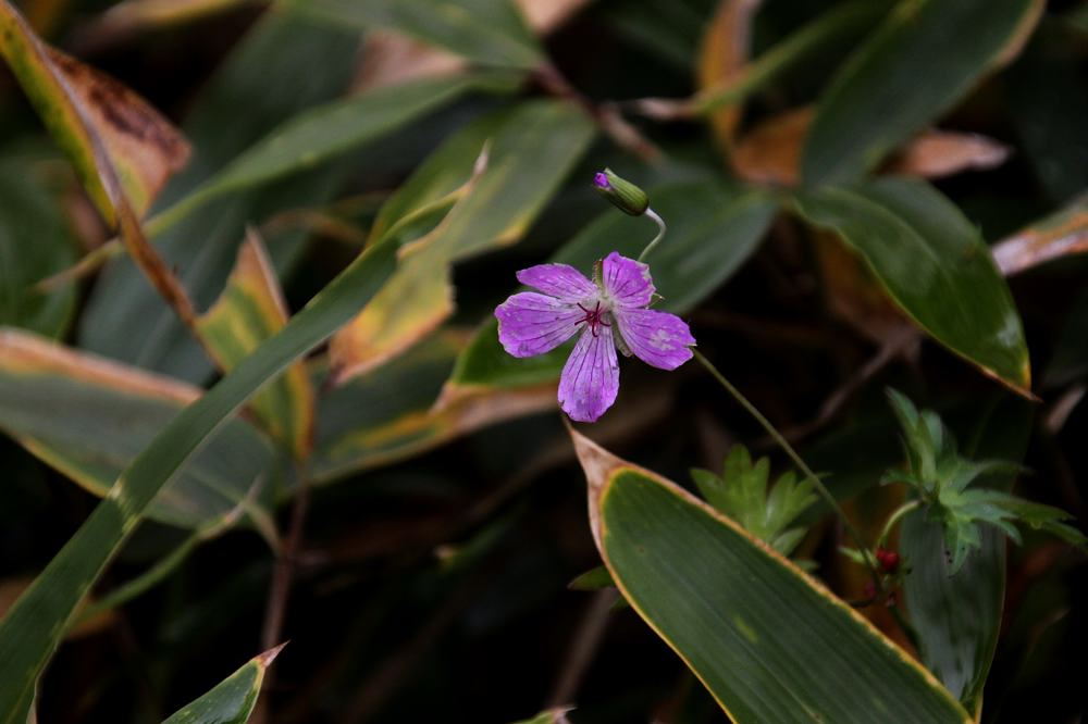 変わった所の止まりもの／高山植物_b0024798_61474.jpg