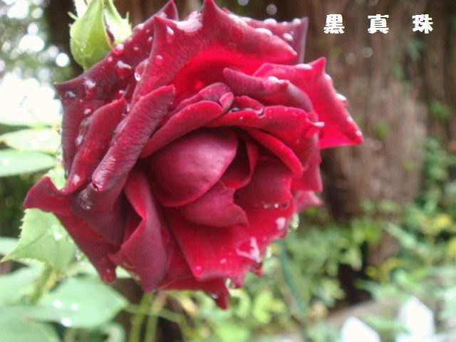 c0165498_11561558.jpg