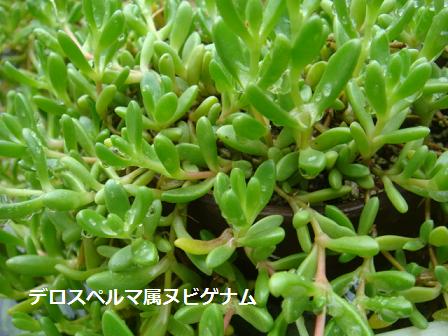 c0165498_11592920.jpg