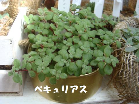 c0165498_1222397.jpg