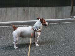 f0146198_1518742.jpg