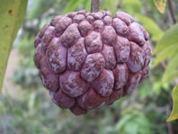 希少果樹 レッドアテス(赤釈迦頭)バンレイシ RedAtes 実生苗 楽天市場】赤シャカトウ苗(赤釈迦頭苗) 実生苗 : 沖縄サトウキビ畑