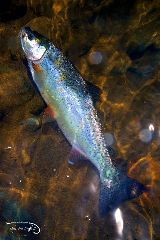 2008 魚野川シーズンファイナル_f0085599_18212067.jpg