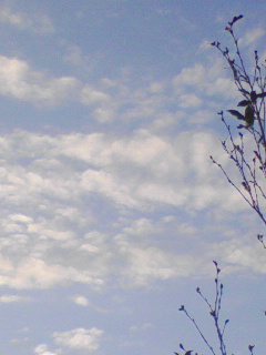 c0023406_20571567.jpg