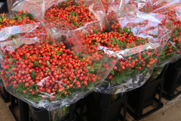 実バラ出荷中 奥信濃から 花農家のフォトスケッチ 実バラ出荷中 奥信濃から 花農家のフォトスケッチ