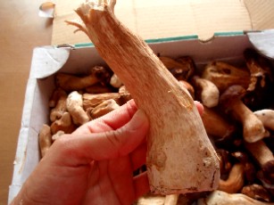 f0043911_2135627.jpg