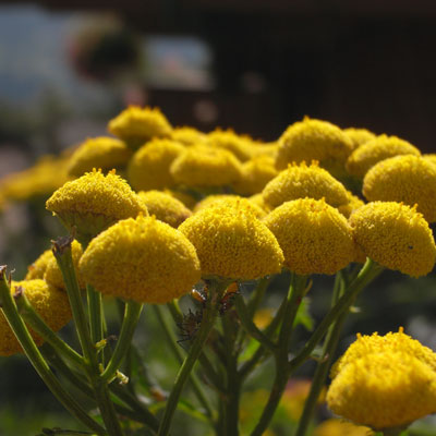 c0026612_9215380.jpg