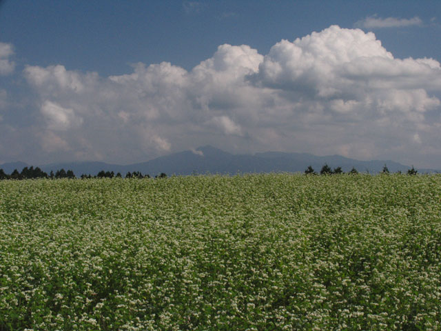 蕎麦の花_b0037717_22442553.jpg