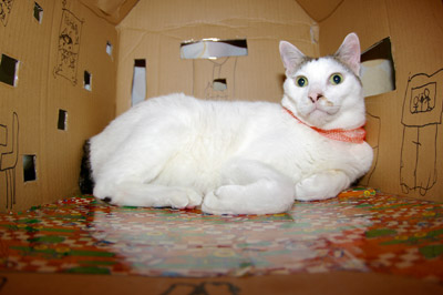 MITSUMAME HOUSE(「も」作)_a0028451_1971079.jpg