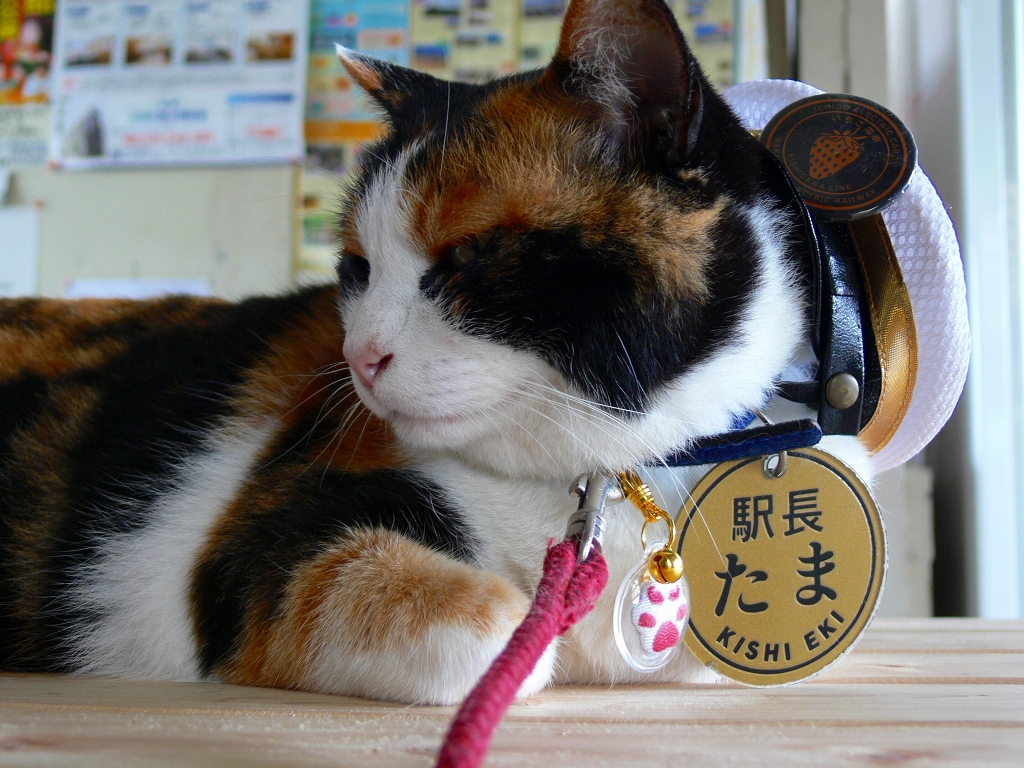 08夏18きっぷの旅【13】　さぁ萌えてください（笑）　スーパー駅長「たま」(･∀･) _f0136656_220197.jpg