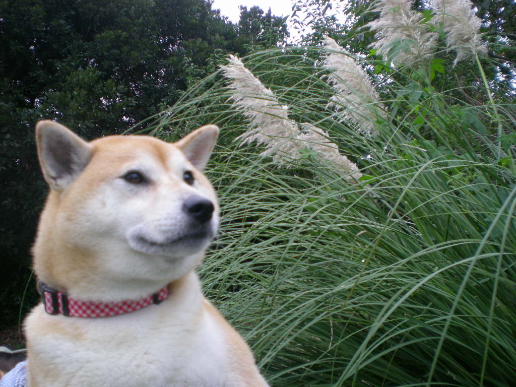 2008年10月2日(木)今日の接近!_f0060461_1950690.jpg