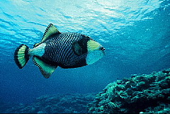 海つながり、食つながり_b0141773_23582072.jpg