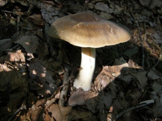 363 マツタケ ホンシメジ狩り 植野稔の自然遊悠学 イワナだ ヤマメだ 山菜だ きのこだ