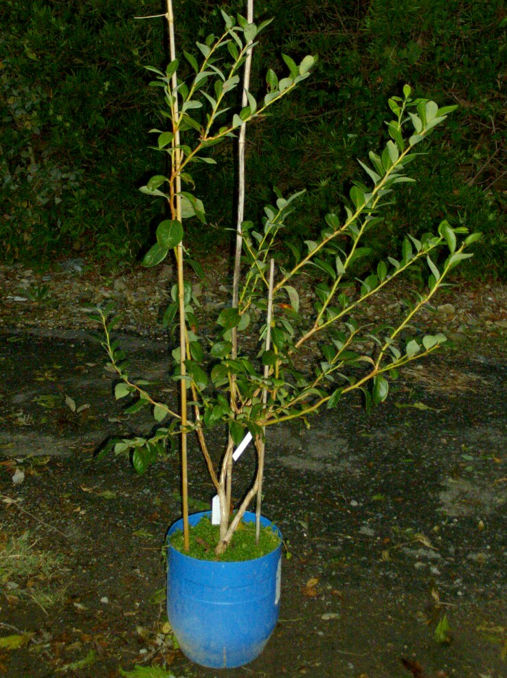 自根で育つ品種まで接ぎ木苗にする必要があるか ブルーベリーの育て方 栽培 ブルーベリー ノート Blueberrynote