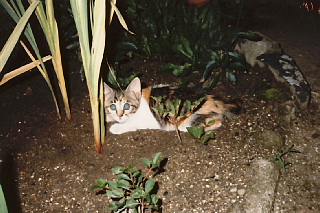 f0080385_0451339.jpg