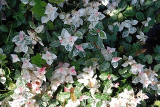グラウンドカバー_c0124100_16261072.jpg
