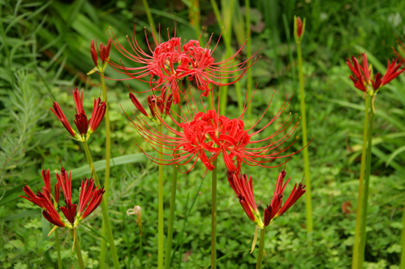 Lycoris_b0145101_942284.jpg