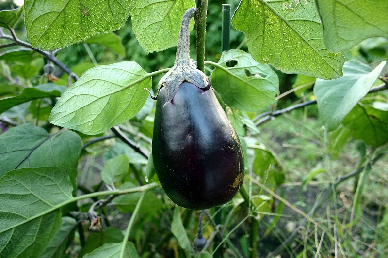 f0011412_21454881.jpg