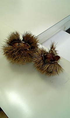 f0190020_1137418.jpg