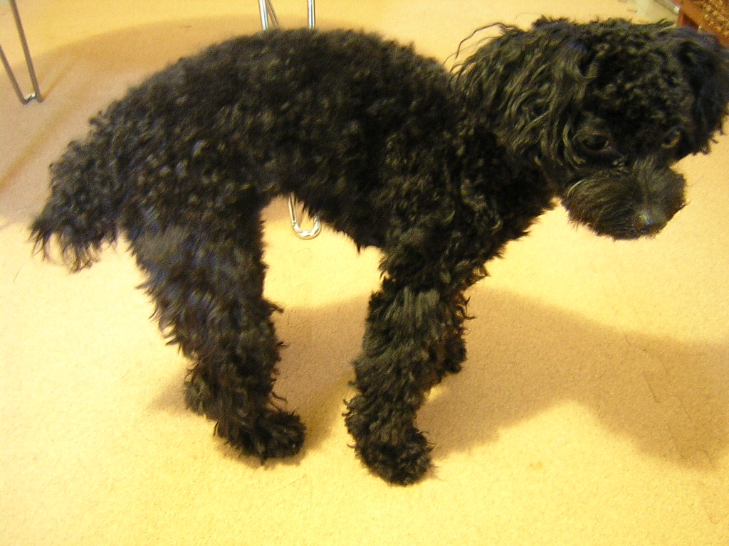 ぐぅ ぐぐぅ Mi Piace Peco わんこと行く海外旅行記