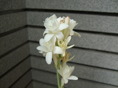 e0097139_1811393.jpg