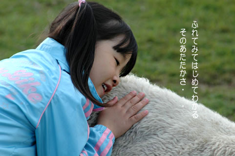 sheep_f0071242_18581867.jpg