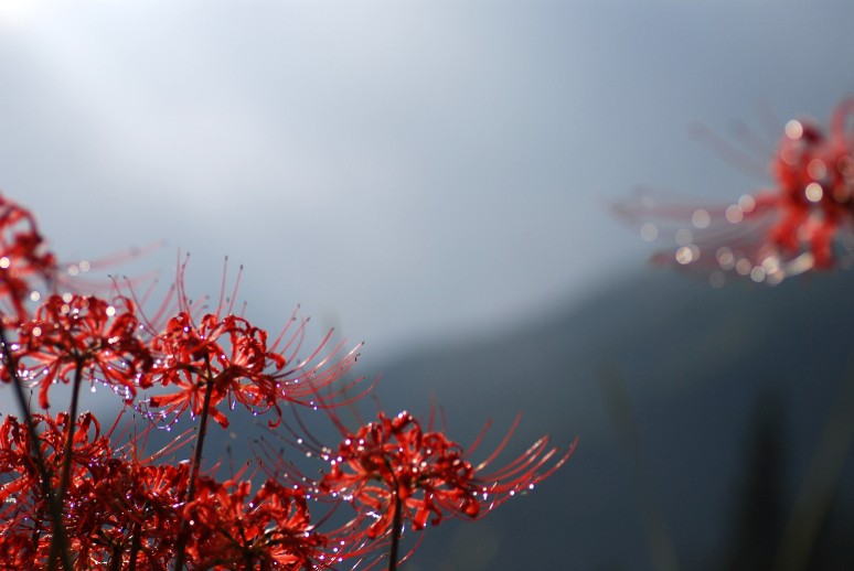 ３．１０．２００８　朝露の彼岸花＠古峰ヶ原_e0009147_15453661.jpg