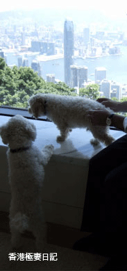 f0190653_12524179.gif