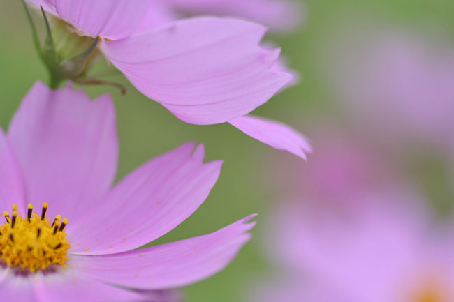 秋桜の花園で_a0052155_17433875.jpg