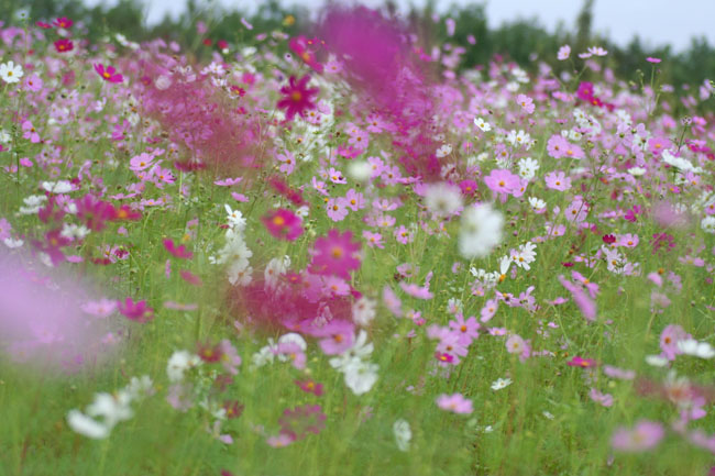 秋桜の花園で_a0052155_17434661.jpg