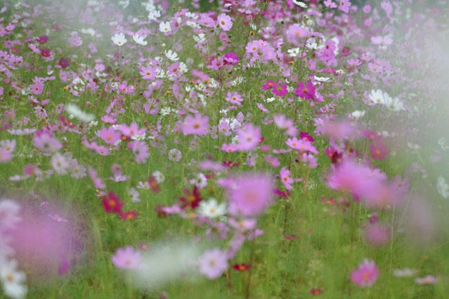 秋桜の花園で_a0052155_1744356.jpg