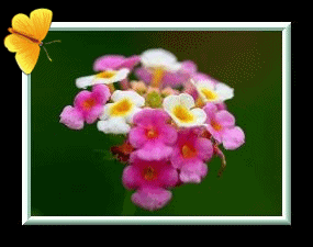 d0102968_2024472.gif