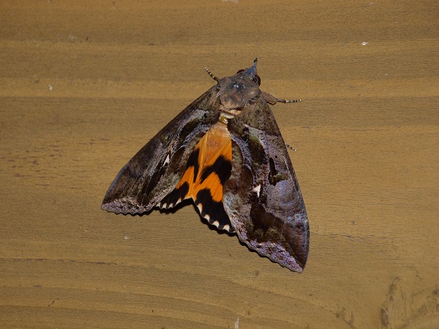 b0135573_10134236.jpg