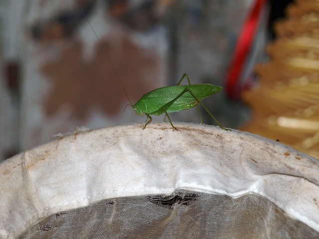 b0135573_10142258.jpg