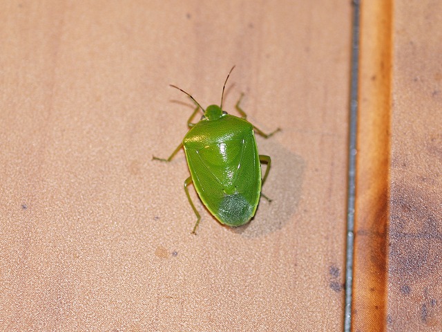 b0135573_1014765.jpg