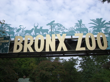 BRONX ZOO_a0043374_913336.jpg