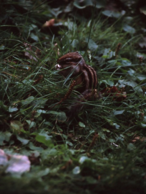 b0074377_21245971.jpg