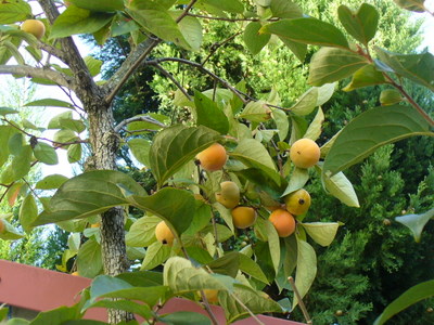 e0026586_1527271.jpg