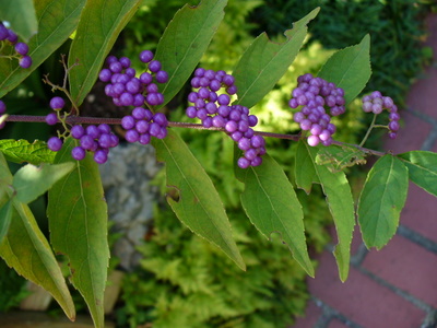 e0026586_1529915.jpg